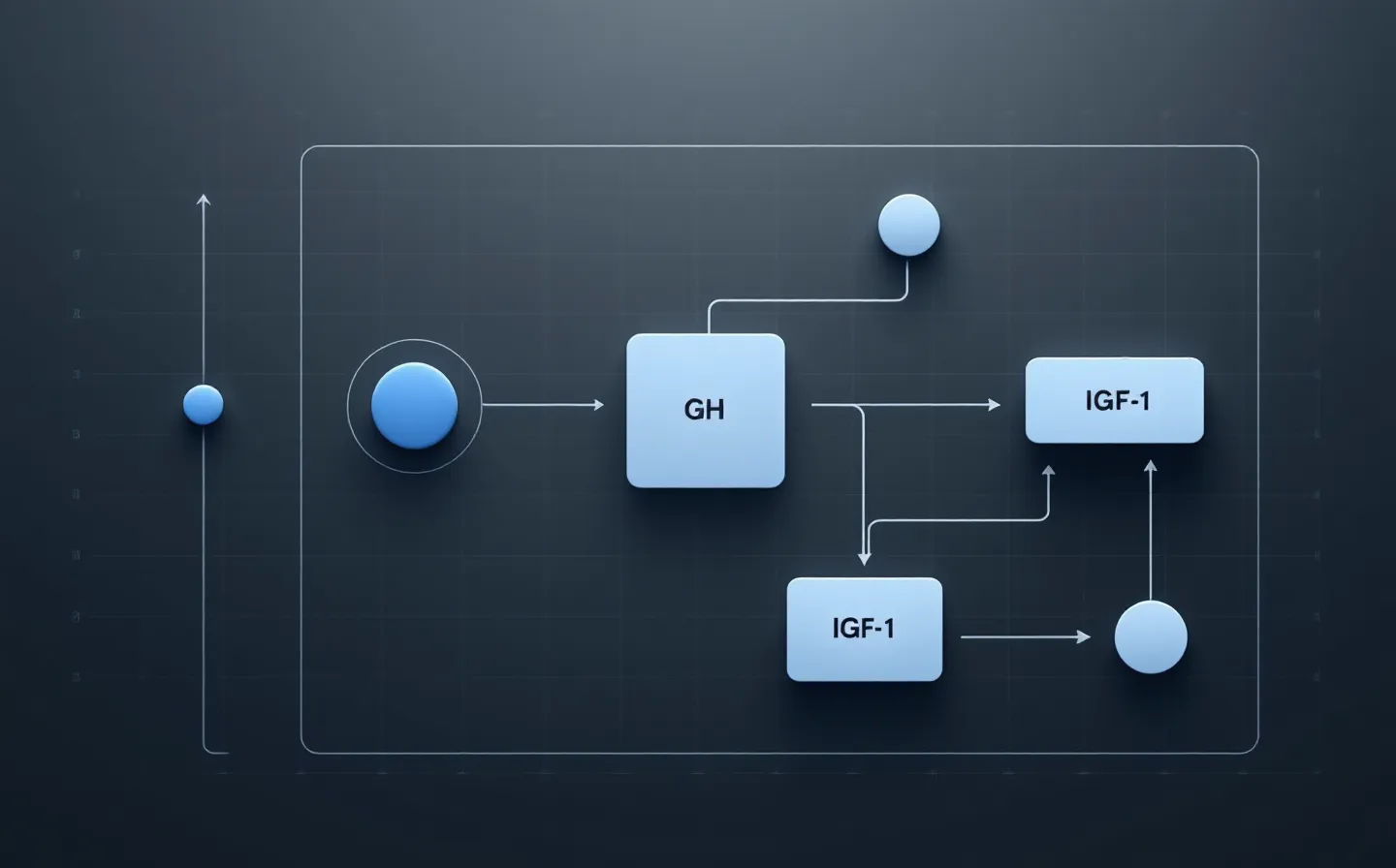 Flat IBM-Blue-on-gray enterprise schematic of the growth-hormone axis — a GHRH-analog node binding a pituitary receptor and driving GH and IGF-1 nodes, on a deep cool-gray ground